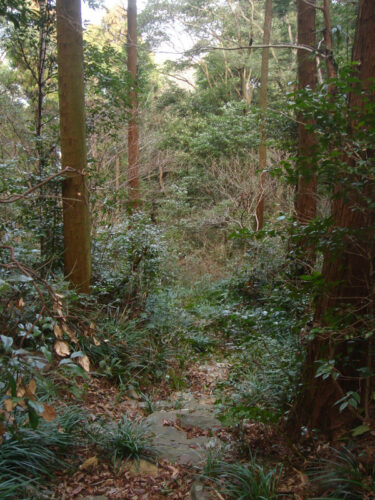 Dsc05517_2 山道