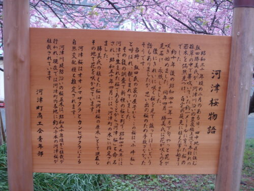 河津桜