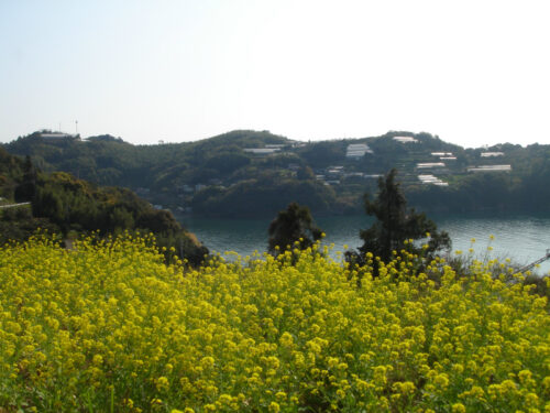 Dsc09785 菜の花