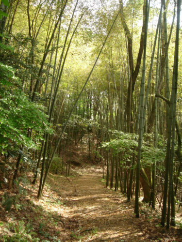Dsc00399 やなしお道