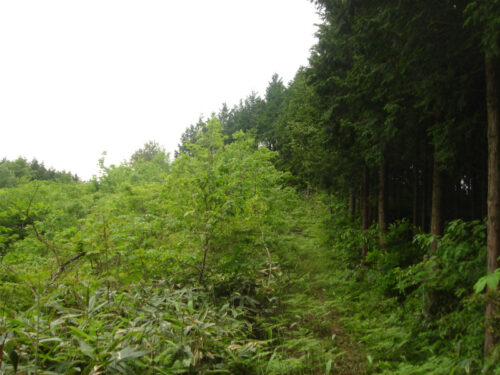 山歩き