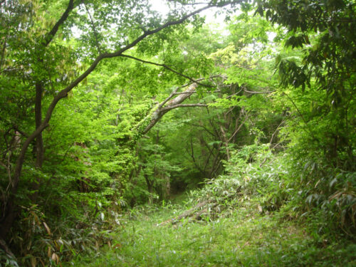 山歩き