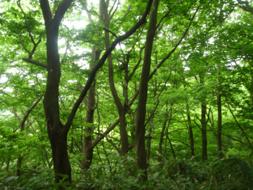 Dsc00474 山歩き