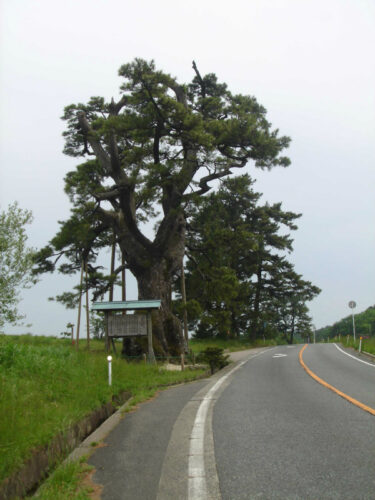 Dsc00496 定めの松