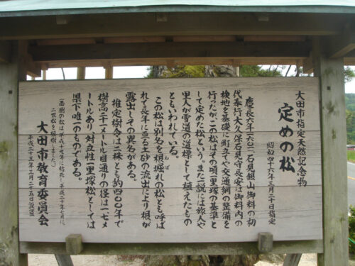 Dsc00497 定めの松