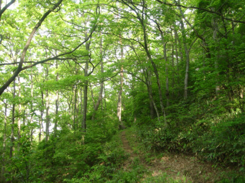 Dsc00513 山道