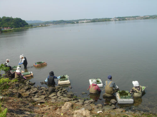 Dsc00761 神西湖