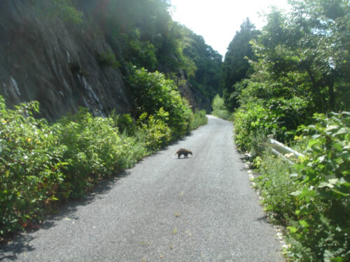 Dsc01293 三津峠で「たぬき」