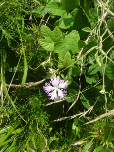 お花