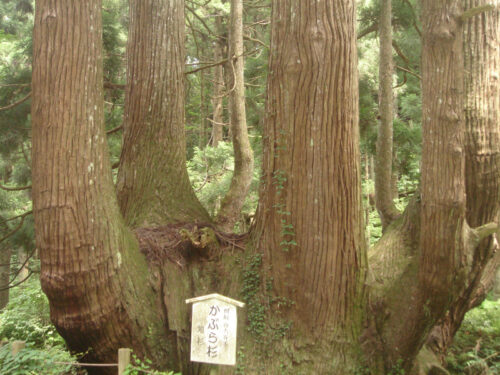 Dsc01452 かぶら杉