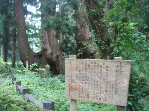 Dsc01453 かぶら杉