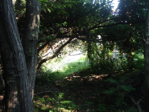 近道の山中を歩く