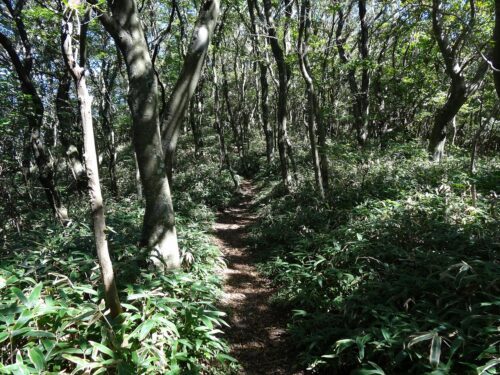 Dsc04792 井原山への縦走路