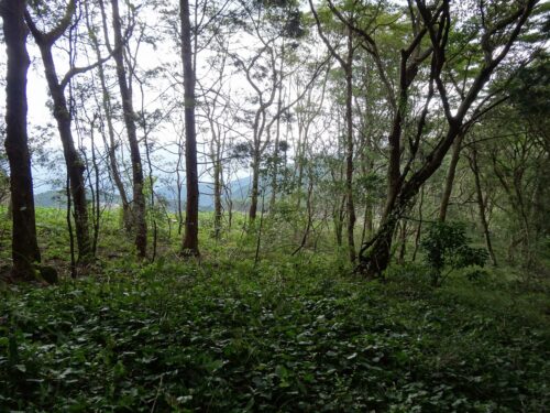 山歩き