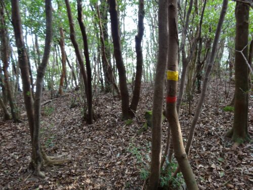テープたよりに
