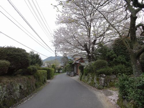 Dsc06975 桜