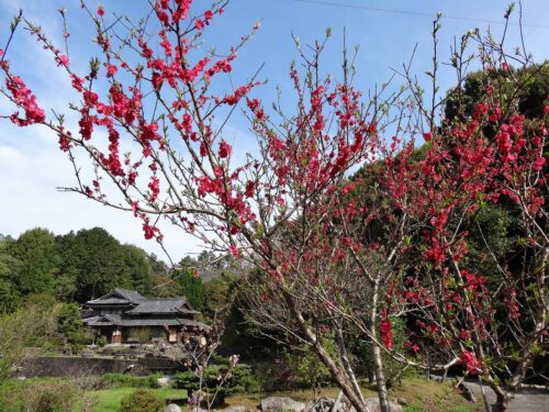 Dsc06995 お花