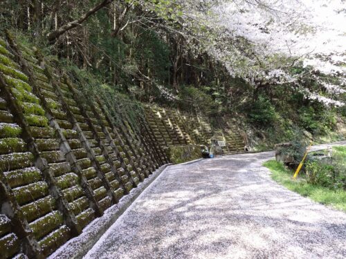 Dsc07021 清水の祠の桜