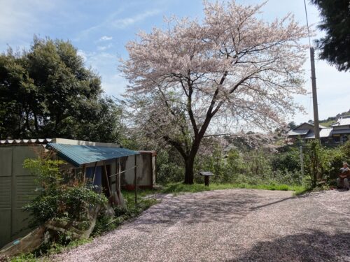 Dsc07024 清水の祠の桜
