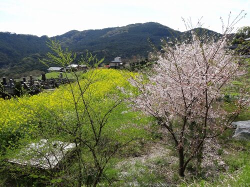 Dsc07038 花の木地区