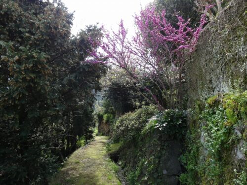 Dsc07039 花の木地区