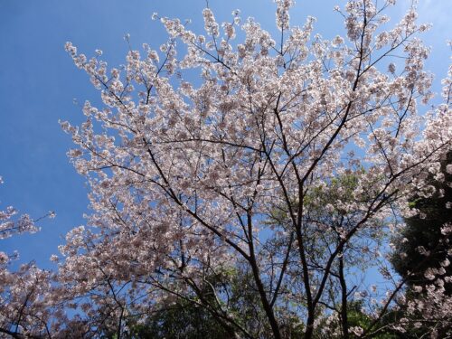 Dsc07054 桜