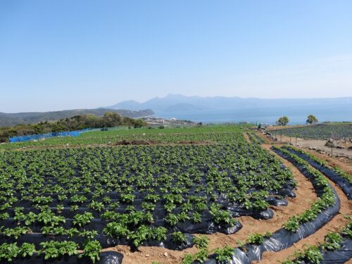 Dsc07082 牧野台地のポテト畑