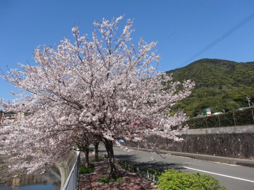 Dsc07096 八郎川桜