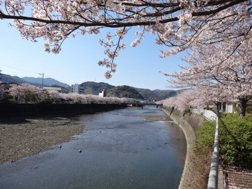 Dsc07101 八郎川桜