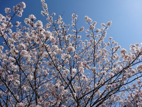Dsc07109 八郎川桜