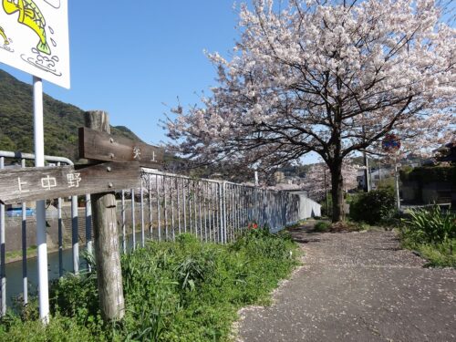 Dsc07114 八郎川桜