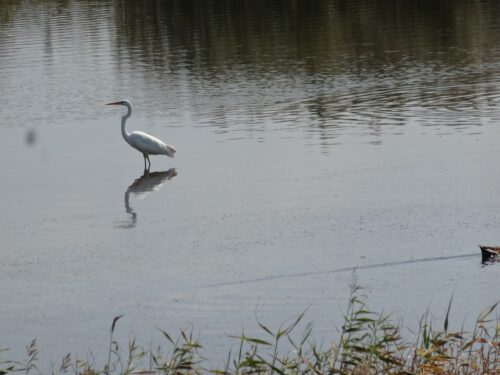 Dsc08628 宍道湖西岸なぎさ公園