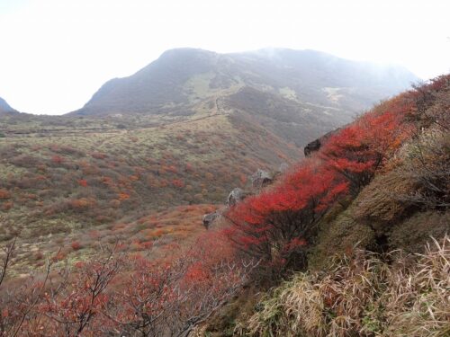 Dsc08742 紅葉