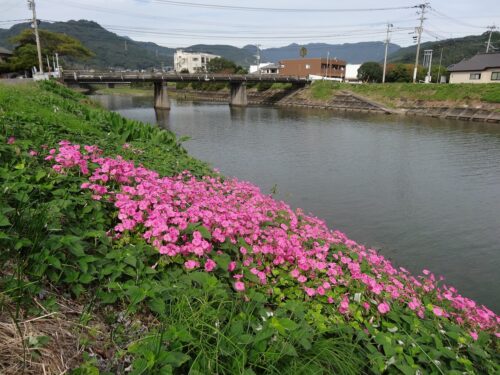 しもかわ橋とお花