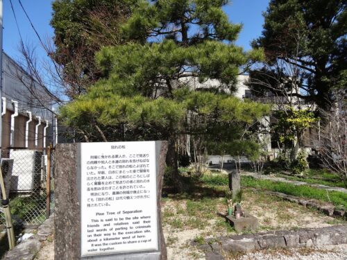 別れの松