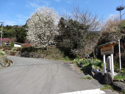 大根地山登山道