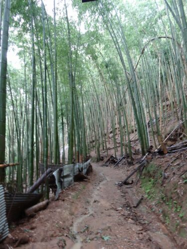 Dsc01616 竹林