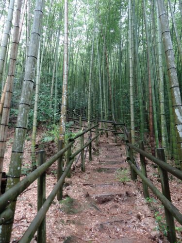 Dsc01630 竹林