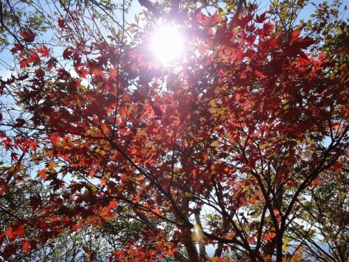 Dsc01851 紅葉