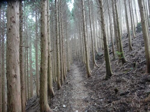 Dsc02039 山道歩き