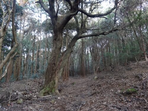 Dsc02218 山道歩き