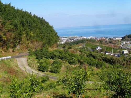 Dsc02300 ミカン畑