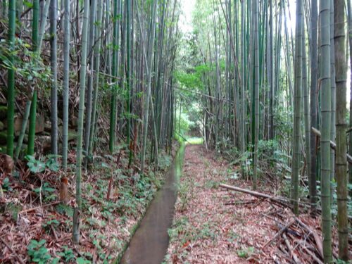Dsc03819 竹林
