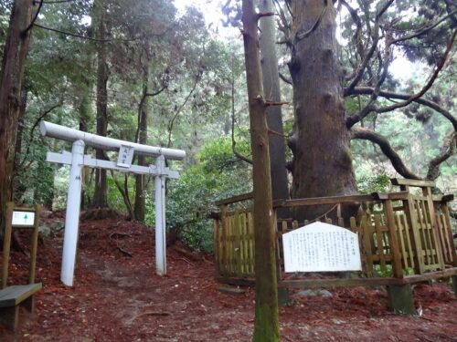 Dsc04938 綾杉