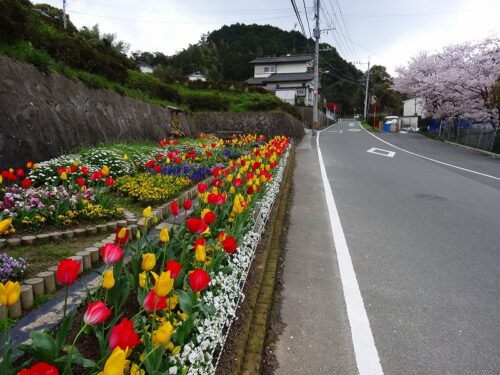 フラワーガーデンと桜