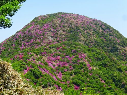 Dsc05513 国見岳のミヤマキリシマ