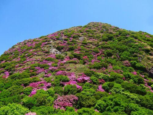Dsc05515 国見岳のミヤマキリシマ