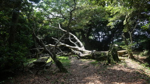 Dsc05560 山道歩き