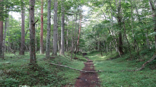 Dsc06035 吉田口遊歩道
