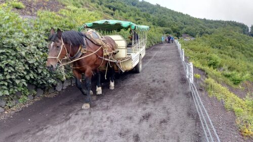 お馬